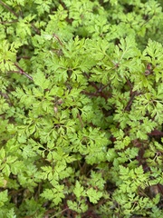 Geranium robertianum
