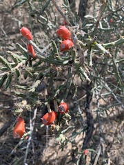 Cylindropuntia leptocaulis