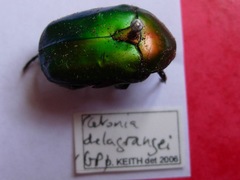 Protaetia speciosa jousselini
