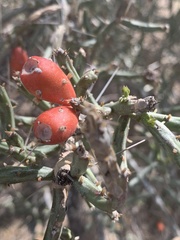 Cylindropuntia leptocaulis