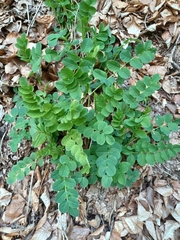 Astragalus glycyphyllos