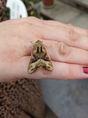 Phlogophora meticulosa