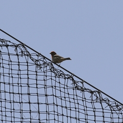 Haemorhous mexicanus