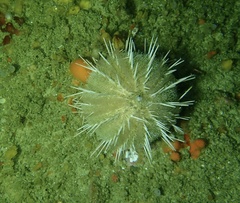 Echinus gilchristi