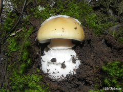 Amanita toxica