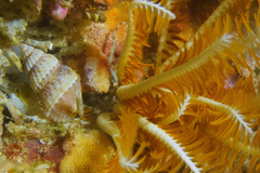 Afrocominella capensis simoniana