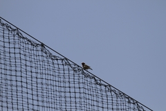 Haemorhous mexicanus