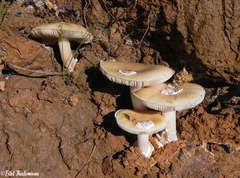 Amanita toxica