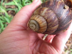 Achatinidae