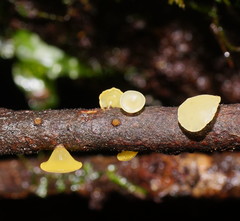 Heterotextus miltinus