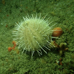 Echinus gilchristi