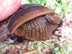 Achatinidae