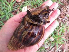Achatinidae