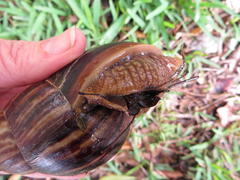 Achatinidae