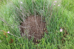 Pogonomyrmex comanche