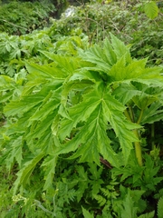 Heracleum mantegazzianum