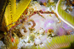 Achaeopsis spinulosa