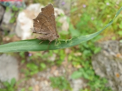 Zethes insularis