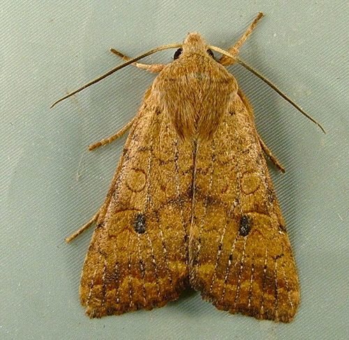 Bicolored Sallow