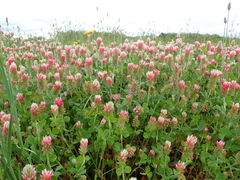 Trifolium incarnatum molinerii