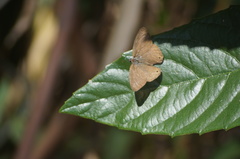 Cissia phronius