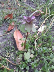 Lamium purpureum