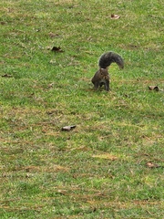 Echinosciurus