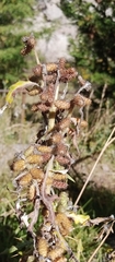 Xanthium spinosum