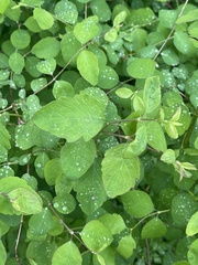 Symphoricarpos albus