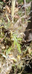 Xanthium spinosum
