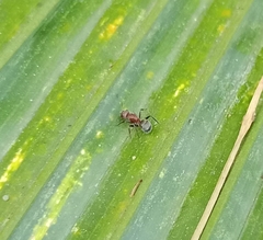 Camponotus planatus