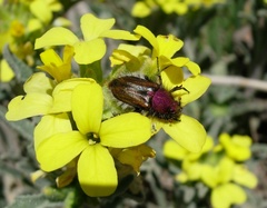 Pygopleurus syriacus