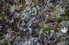 Papilio machaon aliaska