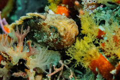 Coccotropsis gymnoderma