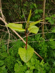 Reynoutria japonica
