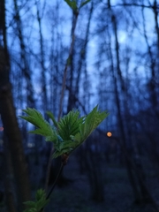 Sorbus aucuparia