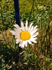 Asteraceae