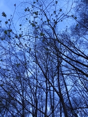 Sorbus aucuparia