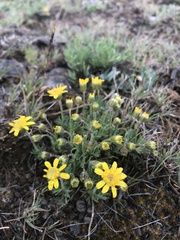 Nestotus stenophyllus