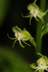 Habenaria alta