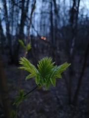 Sorbus aucuparia