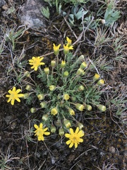 Nestotus stenophyllus