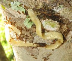 Cestoda