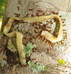 Cestoda