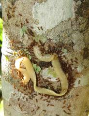 Cestoda