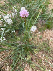 Allium serra
