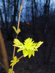 Sorbus aucuparia