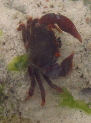 Eriphia smithii