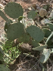Opuntia