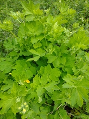 Chelidonium majus